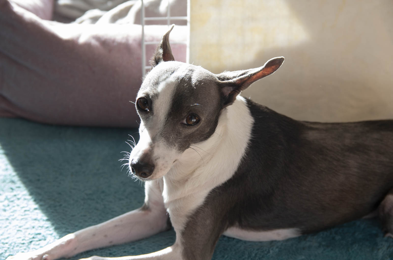 犬（グレースキャビンのモデル犬アスター）の写真