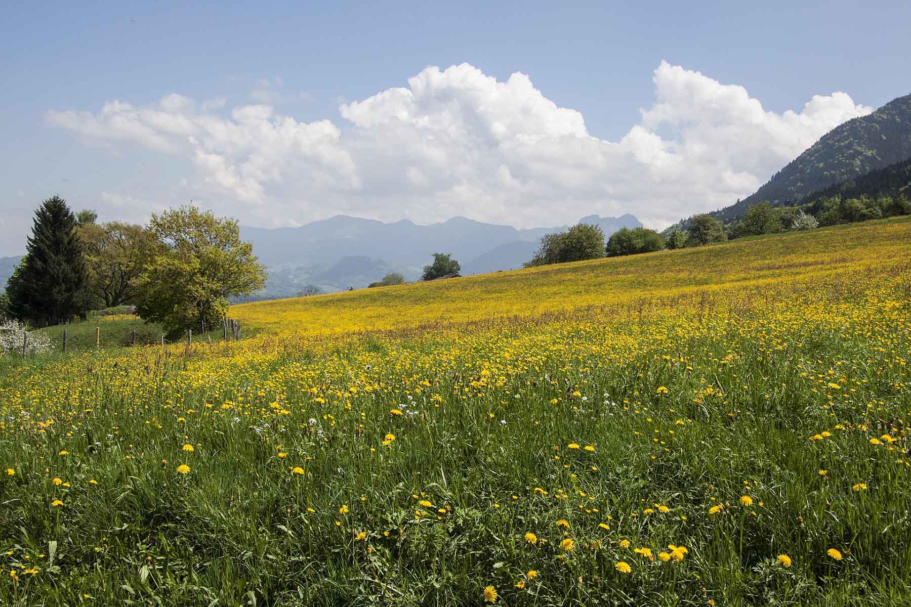 一面が黄色い花（菜の花畑）、遠くの山並み、白い雲の風景写真